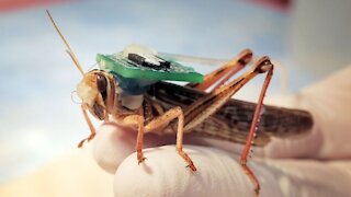 When Will Bomb-Sniffing Locusts See Action On The Battlefield?