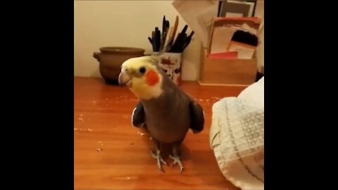 Funny and Cute Parrots Videos