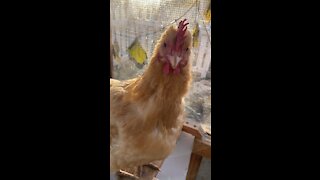 Parmesan the Chicken