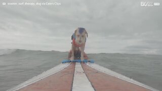 Conheça Scotter, o cão surfista!