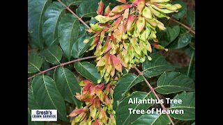 Ailanthus Tree Service Williamsport MD Tree of Heaven Landscaping Contractor
