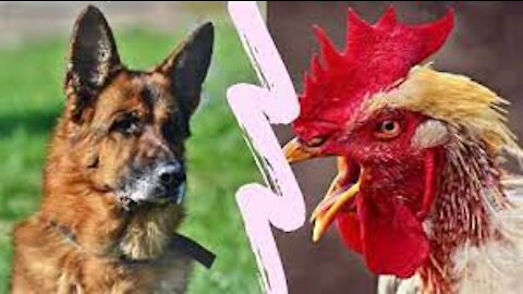 Chicken VS Dog Fight 2021- Funny Dog Fight Videos