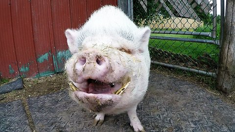 Rescued pigs beg for treats & love at this amazing sanctuary