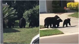 Björnfamilj på promenad i en Floridaförort
