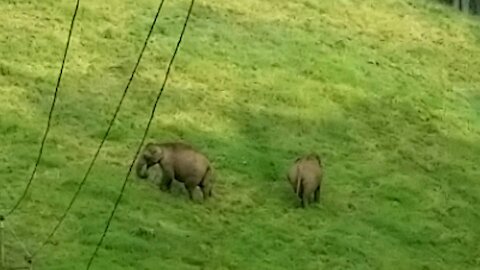 Wild Elephants in Munnar, Kerala, India