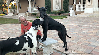 Loving and Leaning Great Danes Love To Give Hugs And Kisses