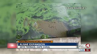 Testing the algae in Cape Coral