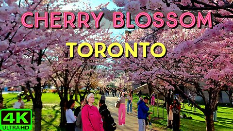 【4K】Cherry Blossom 🌸 Sakura Toronto Canada 🇨🇦