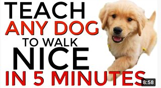 Teach ANY dog to walk nice on the leash | 5 MINUTE DOG TRAINING RESULTS!