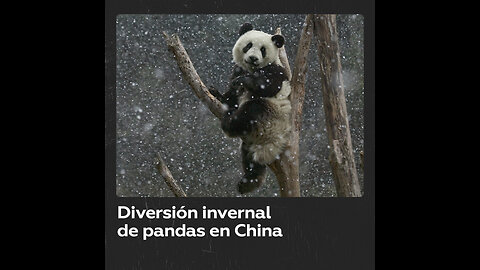 Pandas gigantes disfrutan la nieve en China