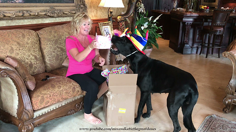 Happy Great Dane Enjoys Birthday Cake Ice Cream Gifts from You Tube Friend