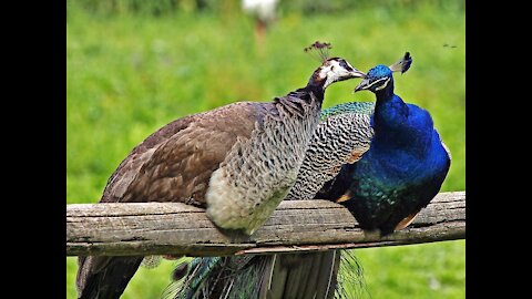 Peacock & Peahen