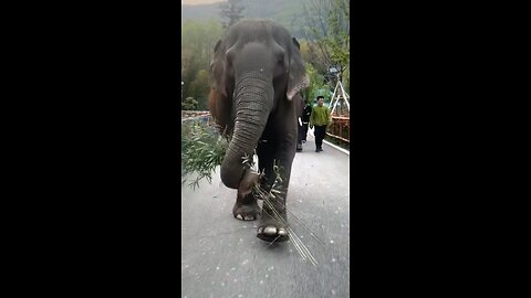 An Extraordinary Happy Elephant!