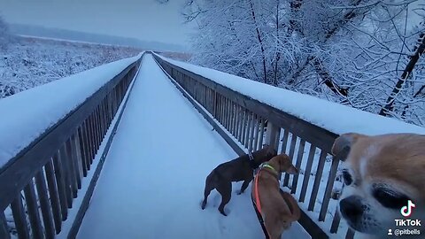 Walking in the winter wonderland #dogs #snow #winter #hiking #nature #viral #snowfall #shorts