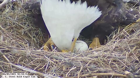 USS Bald Eagle Cam 1 4-5-23 @18-10-15 Egg roll with great view of PIP