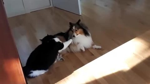 Epic high-energy play fight between dog & cat