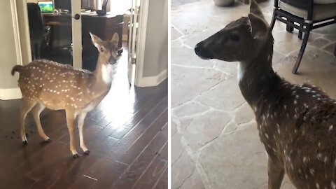 Deer breaks into house, makes mess & refuses to leave