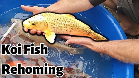 Beautiful koi fish rehome/ rescue [rehoming koi fish] #koirescue