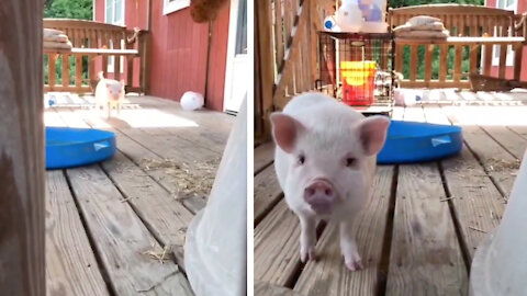 The pig is happy because it sees its owner