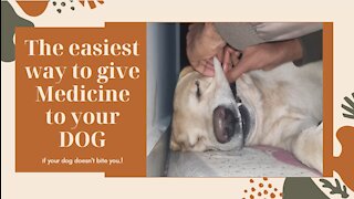 Might be the easiest way to give medicine to your dog.
