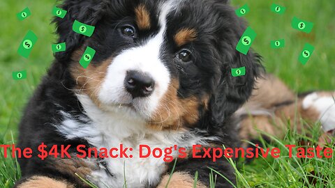 The $4K Snack: Dog's Expensive Taste