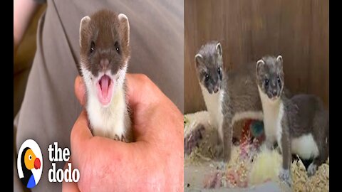 Tiny Baby Stoat Has The Best Reaction!