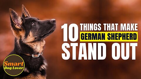 10 Things That Make a German Shepherd Stand Out