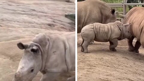 Baby rhino playing with family and enjoying the day