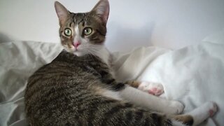 Little Cat Is Grooming Himself on a White Sheet