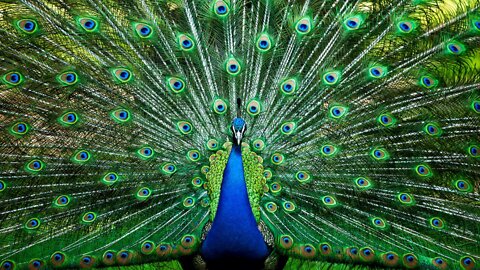 Peacocks possess unique anatomy which makes them beautiful birds.