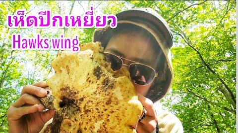 เดินป่าเจอเห็ดปีกเหยี่ยว Dryad's saddle, Hawks wing mushroom