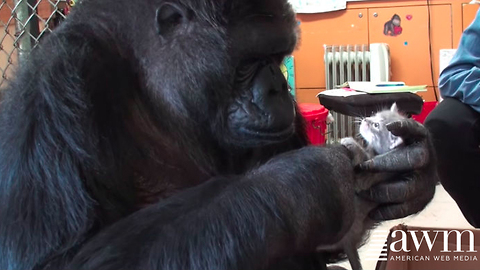 KoKo The Famous Gorilla Receives A Kitten For Her Birthday, Her Reaction Astounds The World