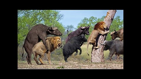 Lion vs Buffalo Battle is not never | Buffalo Too Angry Destroy The Strongest Lion in African