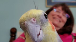 Hilarious cockatiel won't let owner use laptop