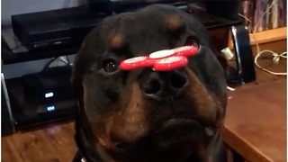 Rottweiler shows off sick fidget spinner skills