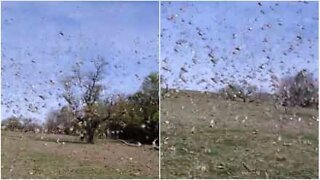 Impressionante invasão de gafanhotos na Argentina