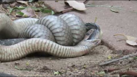 Extremely poisonous snake fight in Australia
