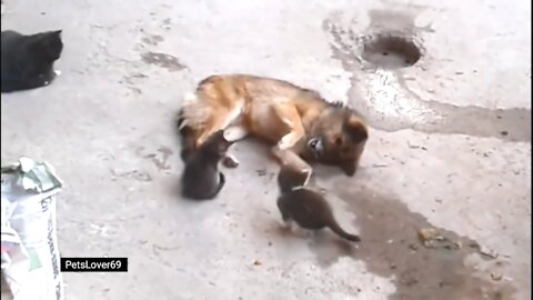 Cat Takes Her Kittens To Meet An Old Friend