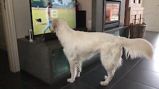 Golden Retriever Wants To Play With Dog On Tv