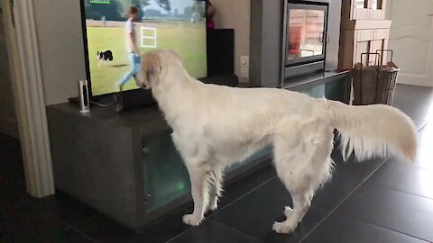 Golden Retriever Wants To Play With Dog On Tv