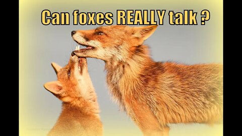 🦊Can #foxes REALLY talk ? How Do Foxes Communicate? What You Need to Know! You will be AMAZED...