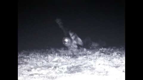 Owl vs Mouse on Ken's Trailcam