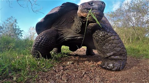 500 lbs Giant Galapagos Tortoise tramples GoPro