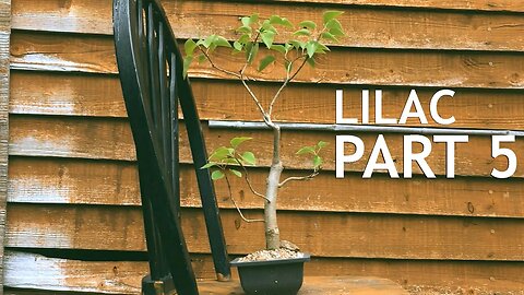 Lilac Bonsai, part 5