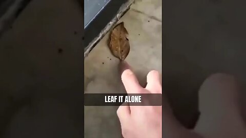 LEAF IT ALONE