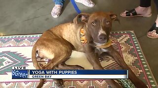 Gather on Broadway hosts yoga with puppies to benefit Misfit Mutts Dog Rescue