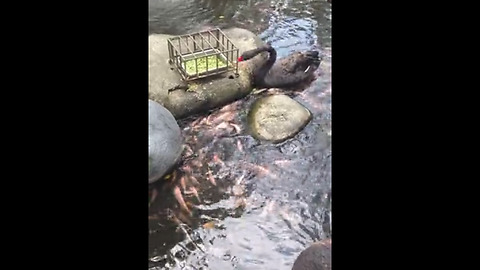 Black Swan Helps Feed The Koi Fish