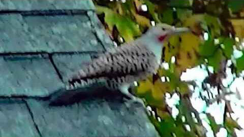 IECV NV #177 - 👀 A Northern Flicker On The Neighbors Shed 10-21-2015