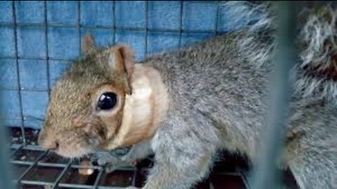 squirrel got confused due to glass ... sad video