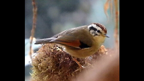 Rufous-winged Fulvetta bird video